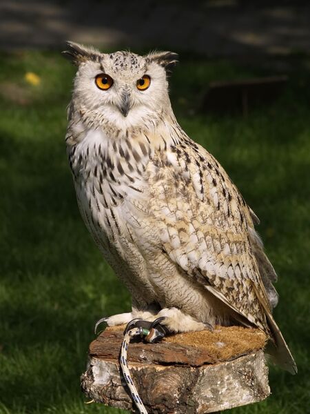 File:Eagle-owl-raptor-falconry-owl-8678fe27090e55f23d2228c32417430e.jpg